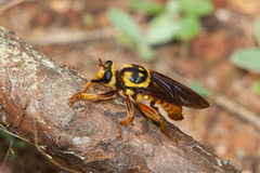 Laphria saffrana