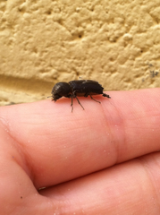 Bostrichidae