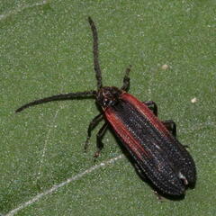 Greenarus thoracicus