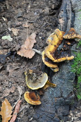 Inonotus cuticularis