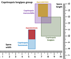 Coprinopsis marcescibilis
