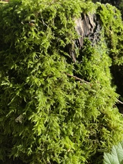 Pseudisothecium myosuroides