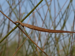 Leptadenia pyrotechnica