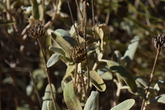 Phlomis purpurea