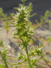 Salsola squarrosa