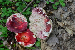 Russula lepida