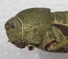 Pamphagus marmoratus