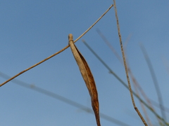 Leptadenia pyrotechnica