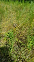 Tulipa sylvestris biebersteiniana