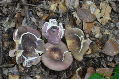 Russula olivacea