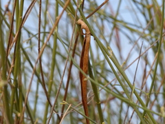Leptadenia pyrotechnica