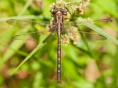 Phanogomphus spicatus