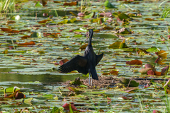 Anastomus lamelligerus