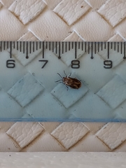 Erynephala subvittata