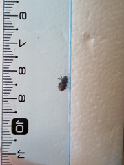 Erynephala subvittata