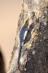 Lygodactylus picturatus