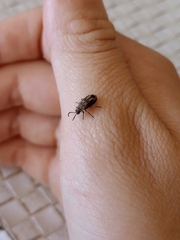 Erynephala subvittata