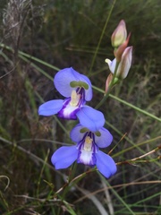 Disa graminifolia