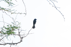 Melaenornis pammelaina