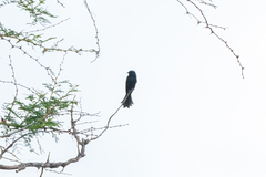 Melaenornis pammelaina