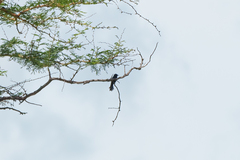 Melaenornis pammelaina
