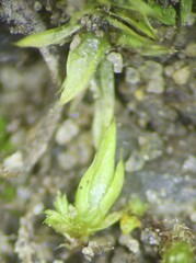 Tortula acaulon
