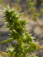 Salsola squarrosa