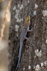 Lygodactylus picturatus