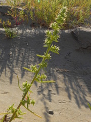 Salsola squarrosa