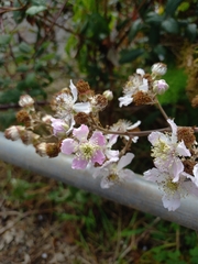 Rubus ulmifolius image