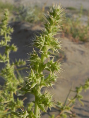 Salsola squarrosa