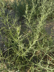 Salsola squarrosa
