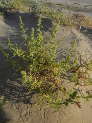 Salsola squarrosa