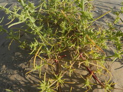 Salsola squarrosa