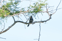Melaenornis pammelaina