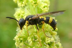 Cerceris rybyensis