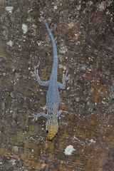 Lygodactylus picturatus