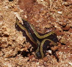 Caenoplana bicolor