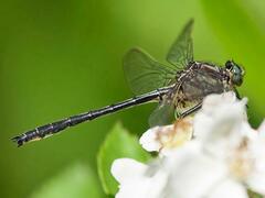 Phanogomphus descriptus