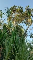 Campylorhynchus turdinus