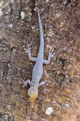 Lygodactylus picturatus