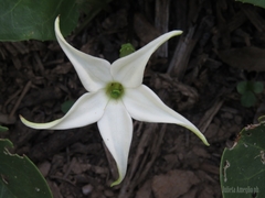 Jaborosa integrifolia