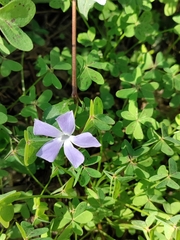 Vinca difformis