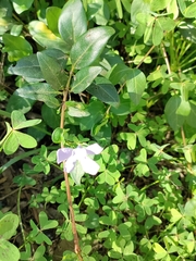 Vinca difformis