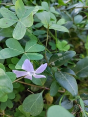 Vinca difformis