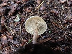 Pholiota decorata