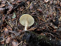 Pholiota decorata