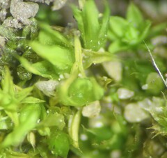 Tortula acaulon