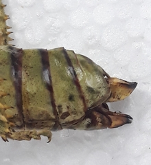 Pamphagus marmoratus