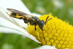 Cerceris rybyensis
